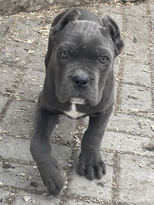 Щенки кане корсо