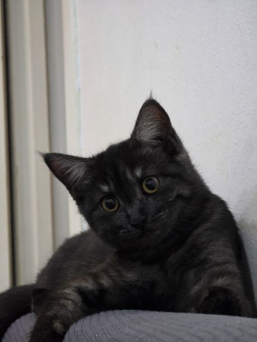 Отдам котенка в добрые руки