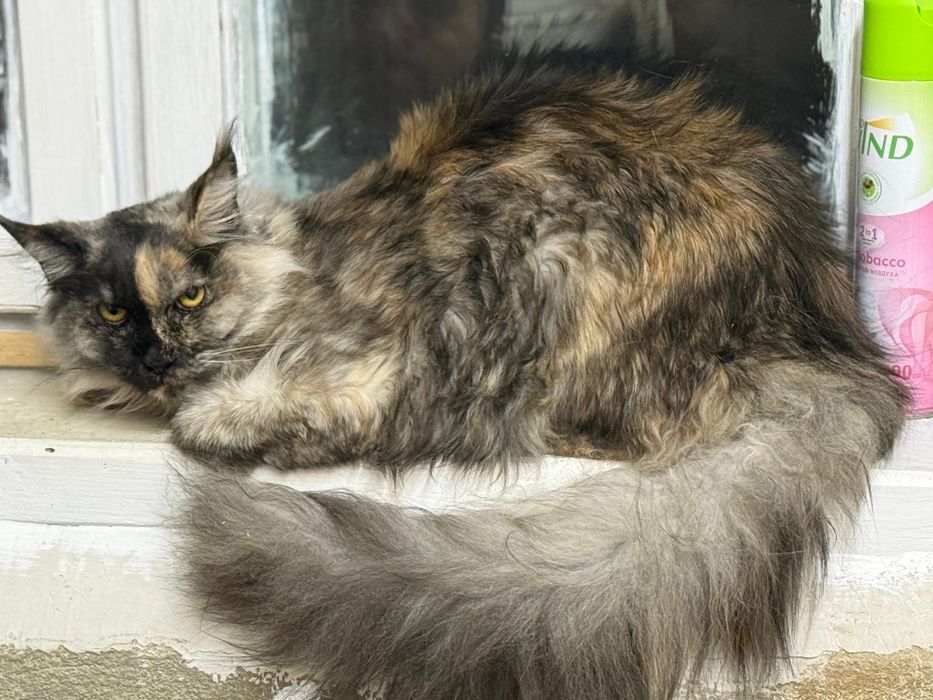 Мейн кун котята. Документы.