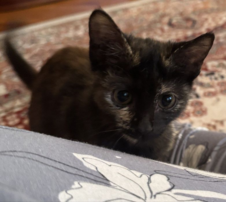 Девочка ищет семью и дом!