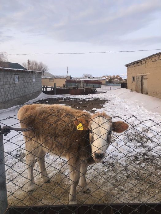 Продам телят молодых