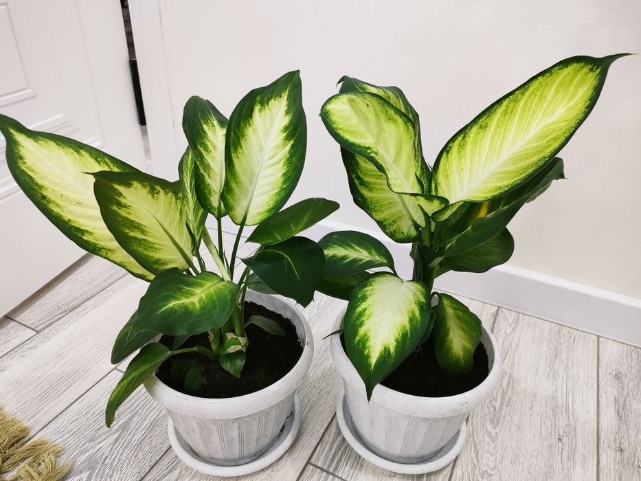 Комнатные цветы, доставка