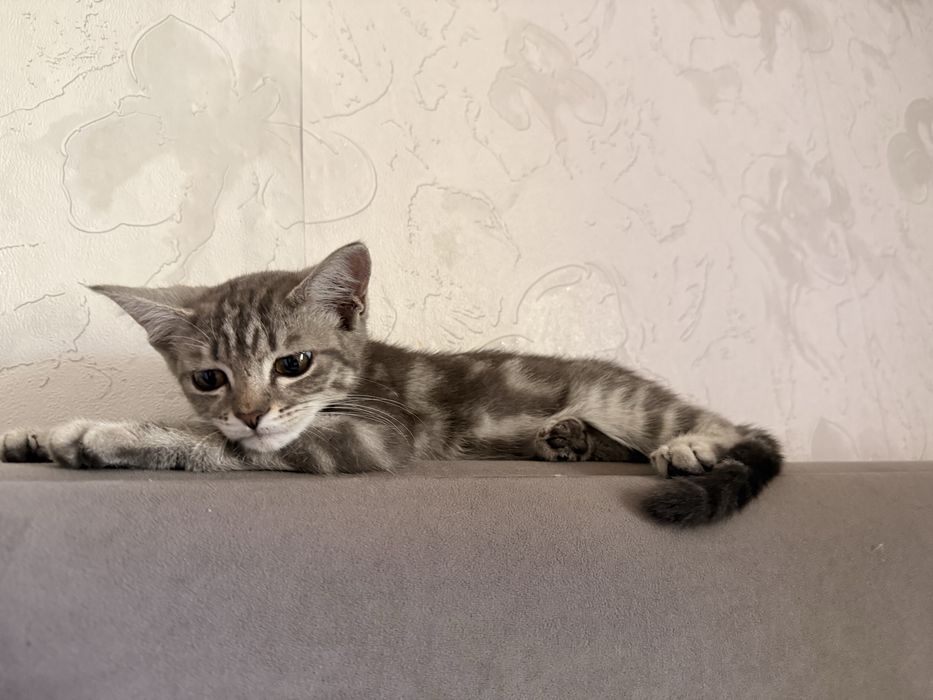 Мальчик котенок трех месяцев