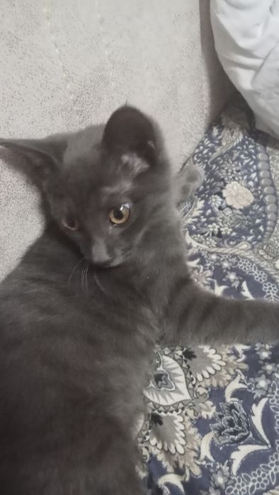 Кошка русская голубая