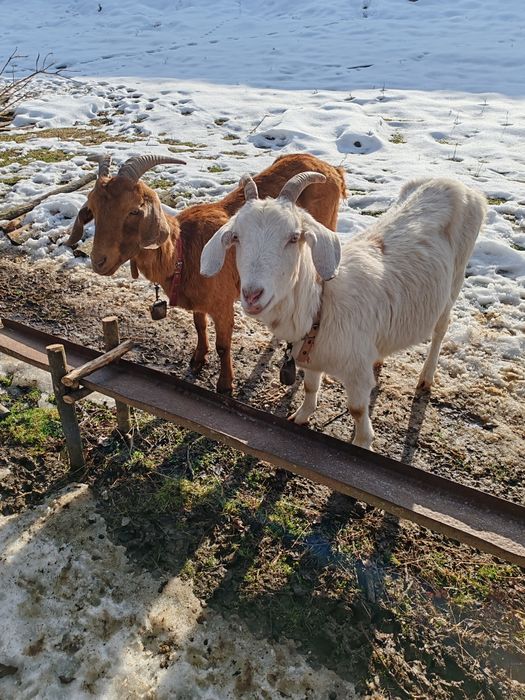 Vand capre anglo-nubian