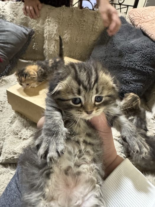 Sotamiz mushu  1,5 oy  parodase gibrit sokoch pold bilan bingalskiy