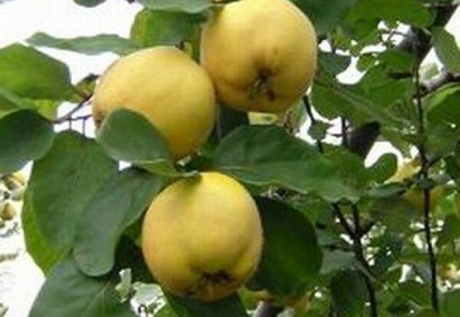 Pomi Fructiferi Columnari (Gutui )