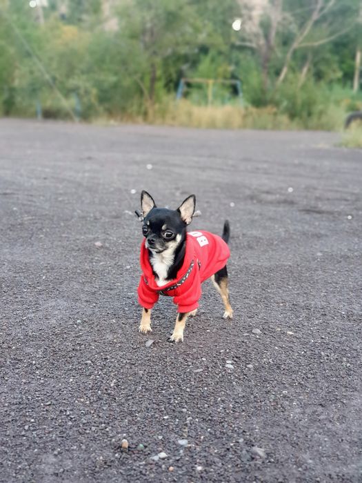 Кобель Чихуахуа на вязку