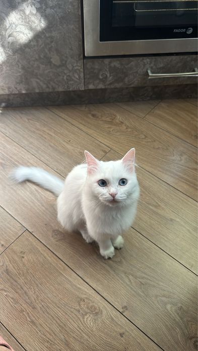Ищем кота для невесты