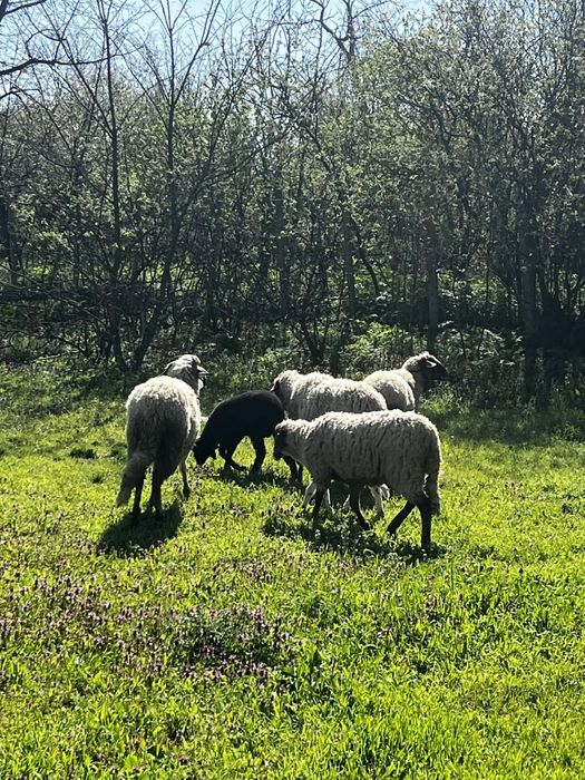 Свободни три овце и едно шиле и две агнета едната овца е бременна намират се област ямбол тел 0976932984