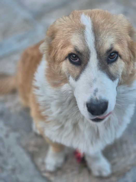 Королевская собака Корги