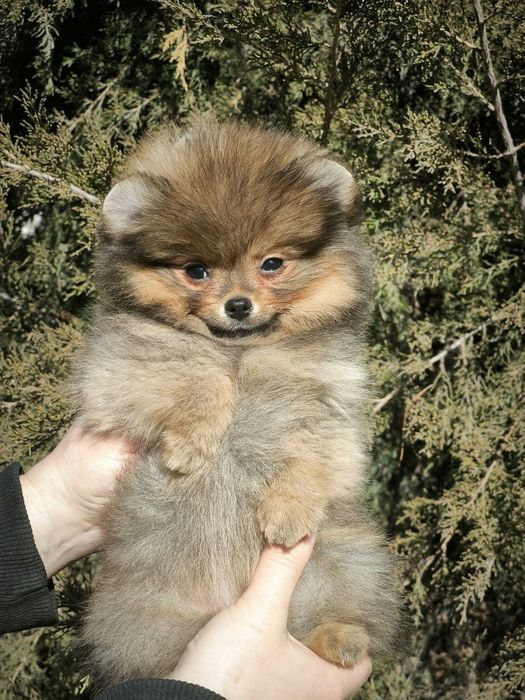 Щеннки Померанский шпиц