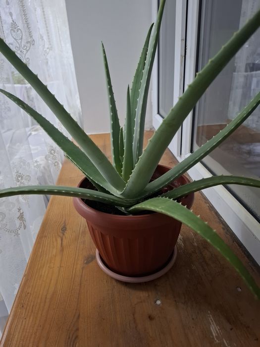 Продам лечебное алоэ 4 000 тг.