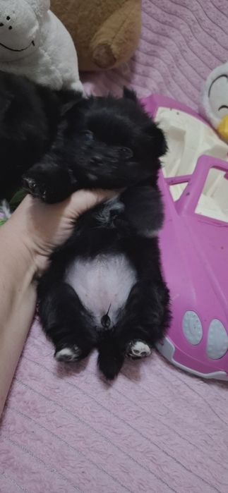 Шпице йорики ласковые щенки