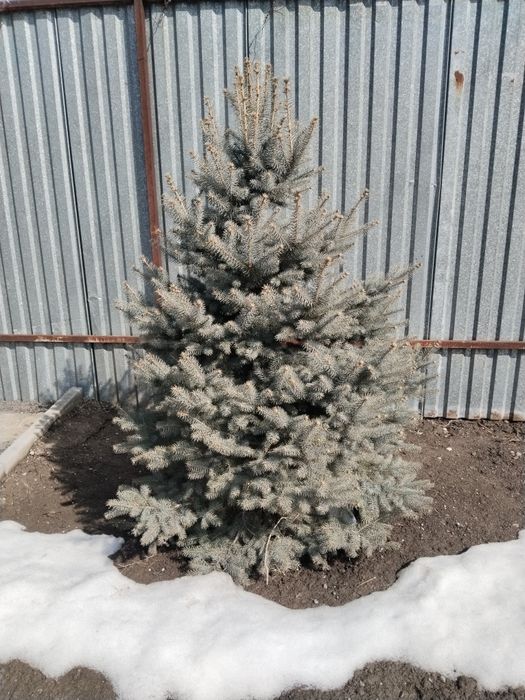 Продам ели ели ели