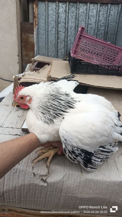 Адлер қораз сатылады