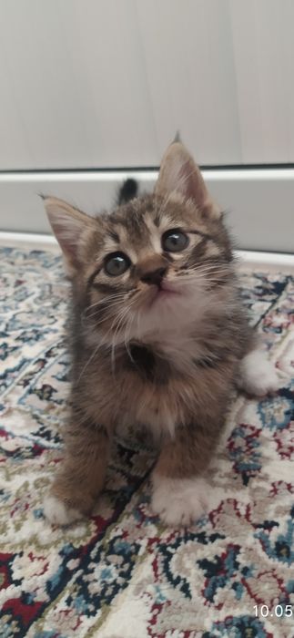 Мушуклар (Котята)