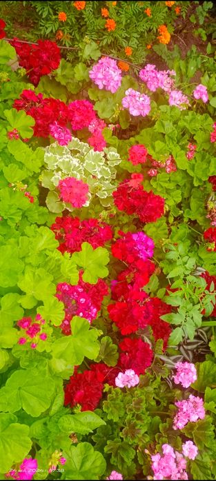 Продам герани сортовые