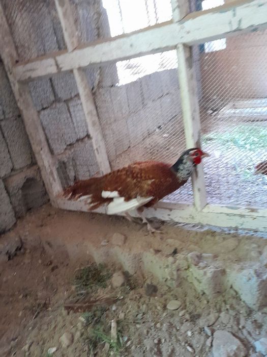 Har hil turdagi tustovuqlar sotiladi