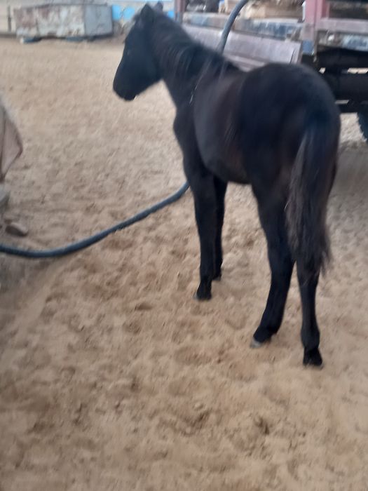 Жабағылар сатылады