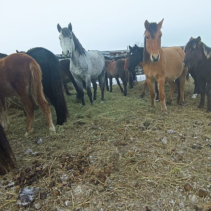 Айғыр. Жеребец. Айғырды сатамын. Продам жеребца.