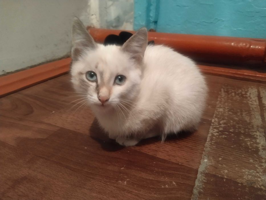 Котята бесплатно