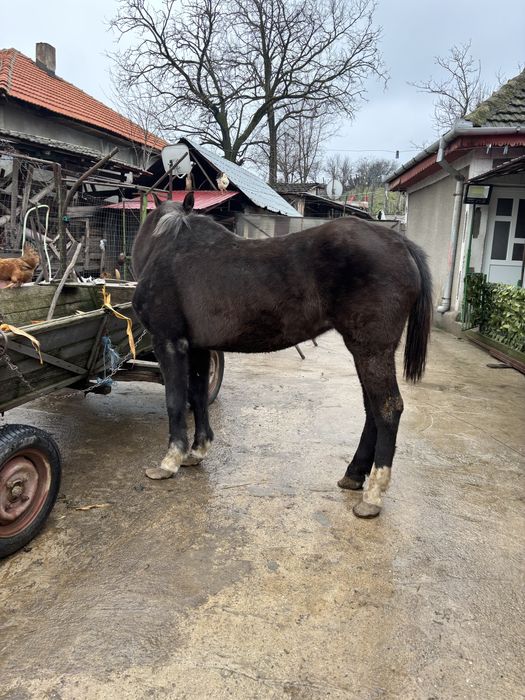 Vând iapă – sănătoasă, blândă și bine îngrijită