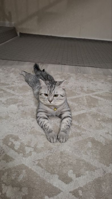 Вязка! кот 1.5 года серебристая шиншилла (британец)