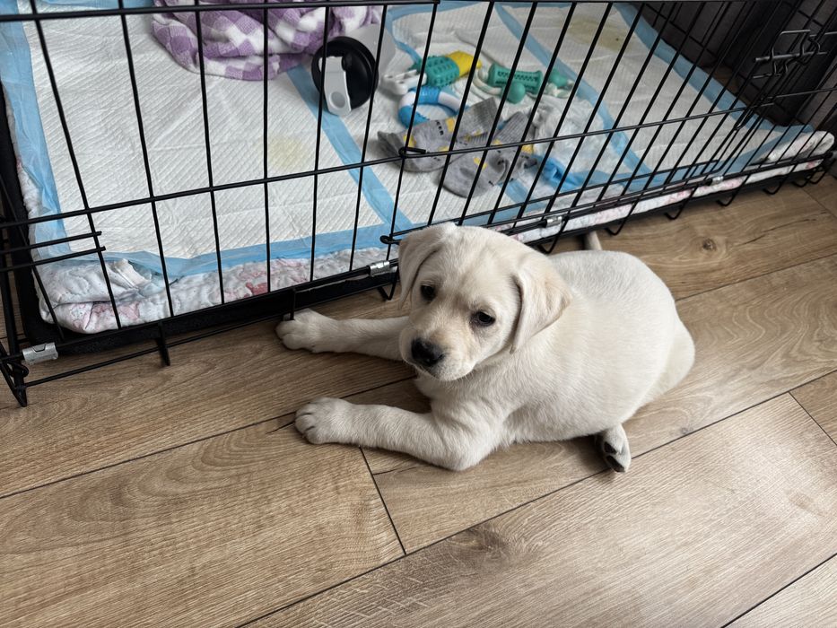 Щенок Лабрадор Девочка