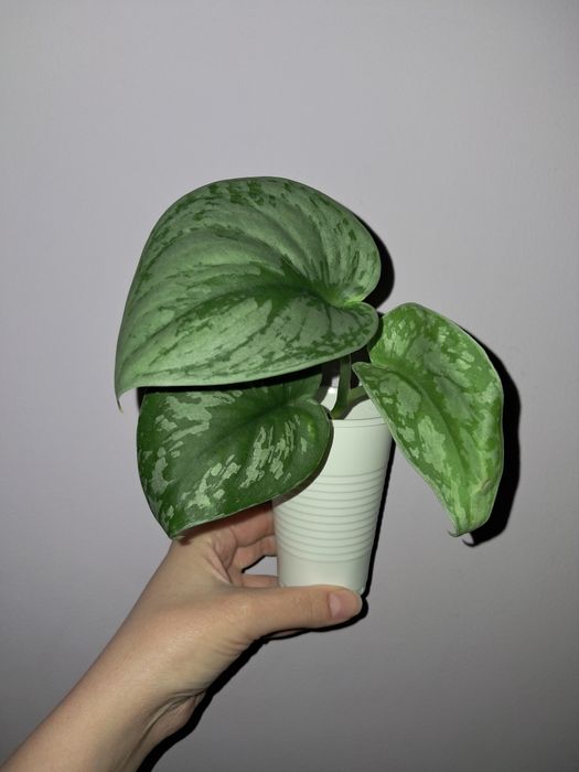 Сциндапсус серебристый