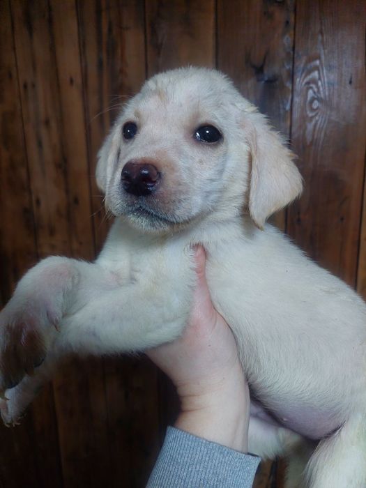 Продам  мальчик  белый