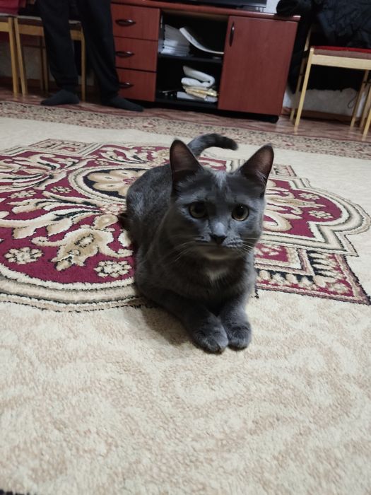 Отдам бесплатно кошку