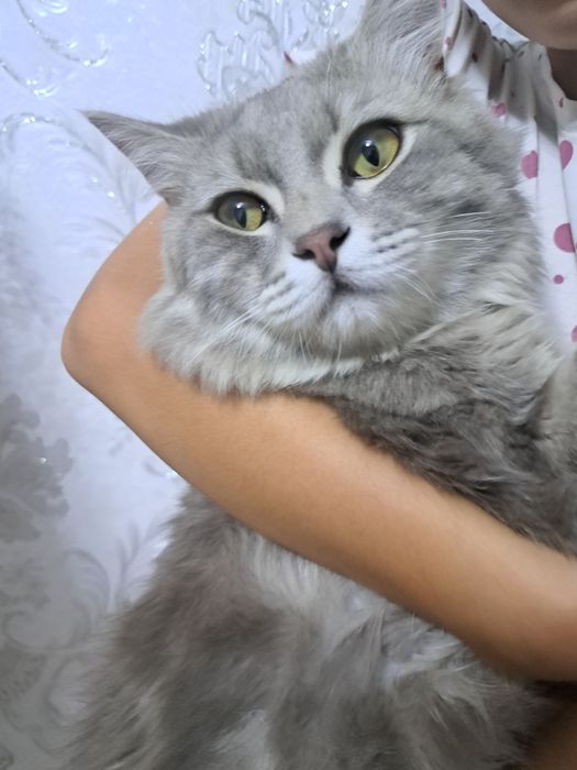 Mushuk sotiladi Sibir mushugi