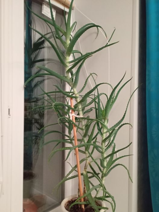 Продам Алоэ классический