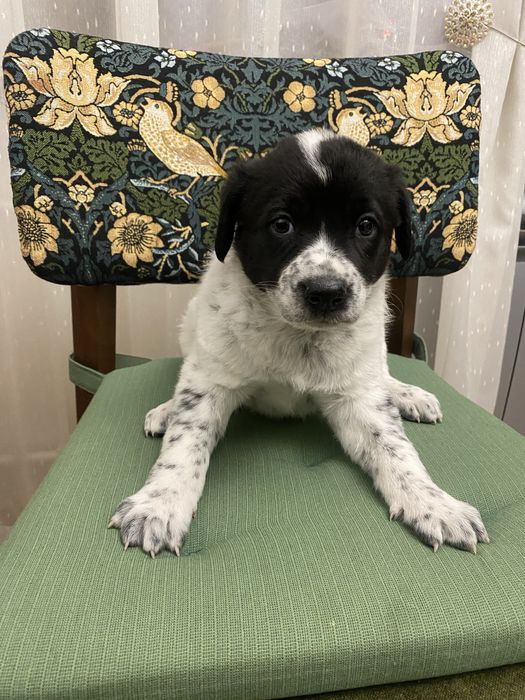 Щенок девочка помесь овчарки