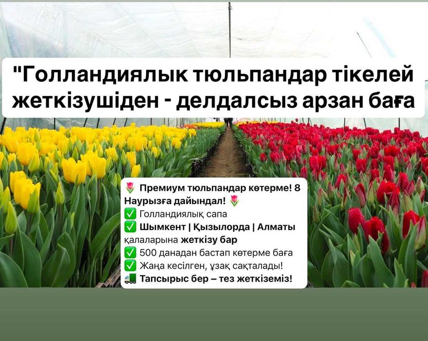 Тюльпаны оптом только у нас премиум сорт ОТ 270 ДО 400ТГ с Теплицы