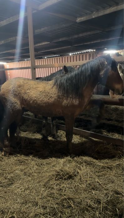 Жеребец Мугалжар