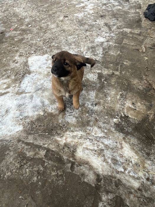 Щеночки с предприятия