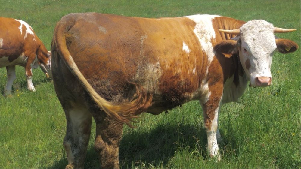 Vaca/ juninca geatanta de vanzare