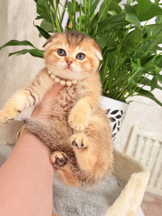 Котята чистокровные