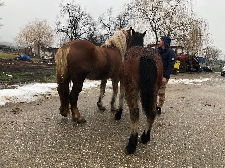 Vând manze 7luni, 3ani