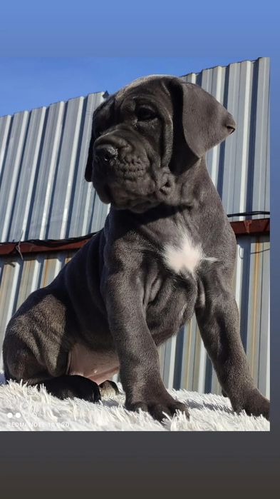 Кане Корсо. девочки.