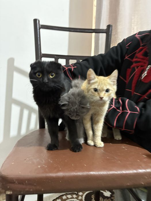 Кошки красивые .
