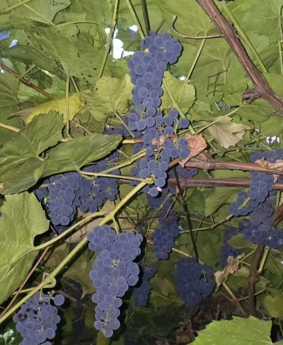 Продам винный виноград Изабелла