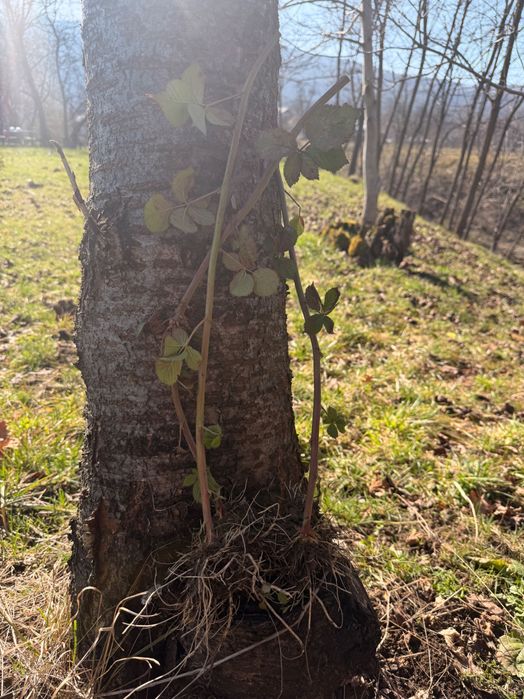 Vând butași de mure – soi Thornfree