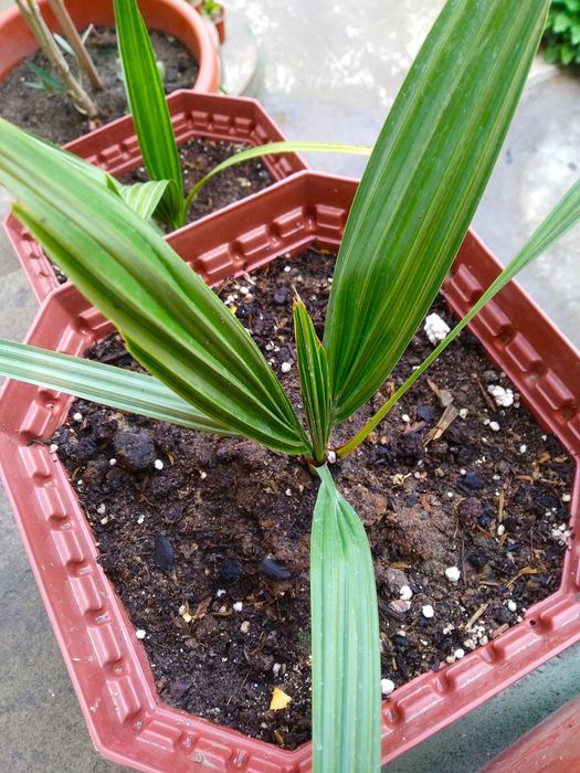 Финиковая пальма