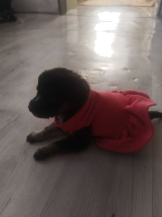 Отдам щенков в добрые руки остались только девочки