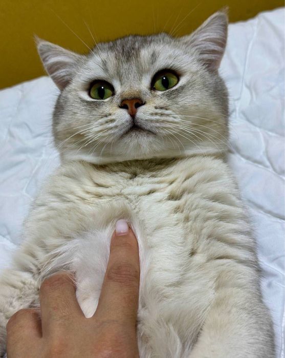 Вязка британский Шиншилла