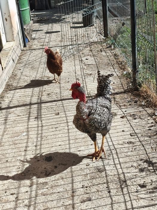 Doi Cocoși de Vânzare