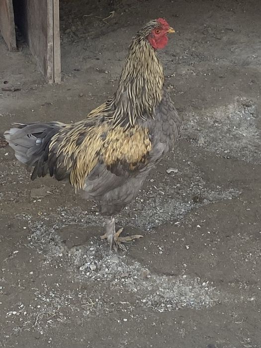 петух молодой породистый